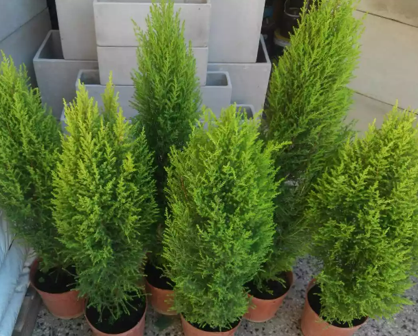 Lemon Cypress (Cupressus)