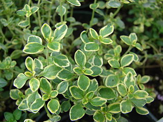 Lemon Thyme