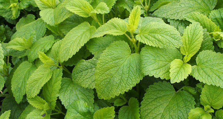 Lemon_Balm