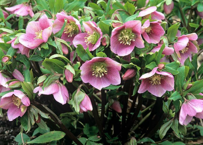 Lenten Roses