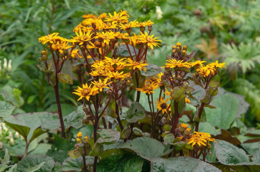 Leopard Plants