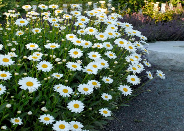 _Leucanthemum (Shasta Daisy)