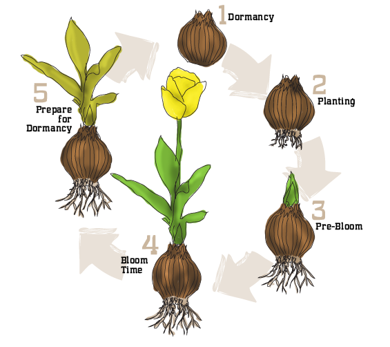 Lifecycle of Tulip Bulb