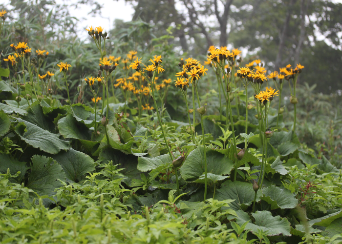 Ligularia