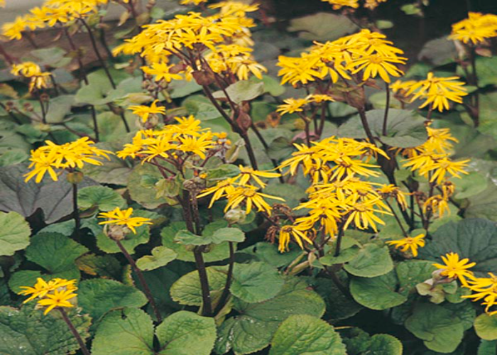 Ligularia or Bigleaf Ligularia