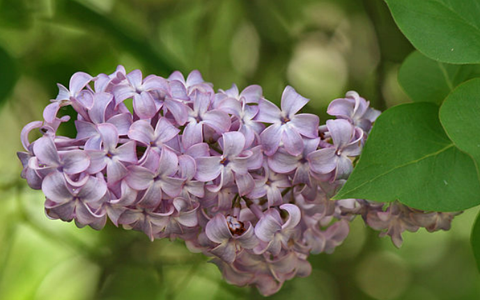 Lilac.