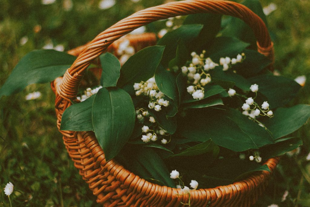 Lily Of The Valley Container Growing