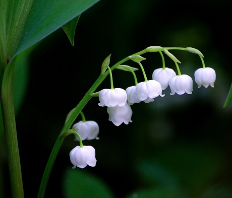 Lily of the Valley.