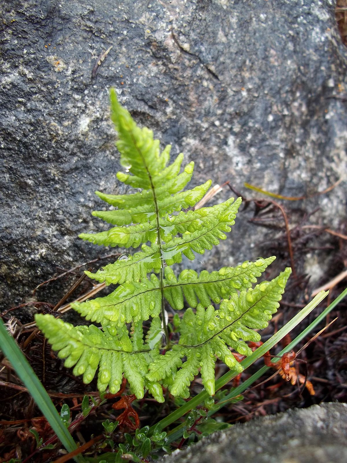 Limestone Fern