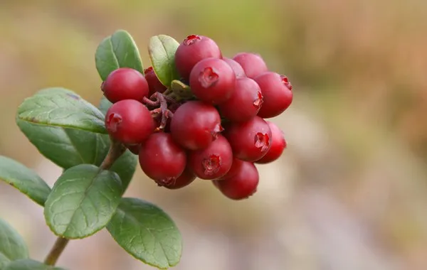 Lingonberry