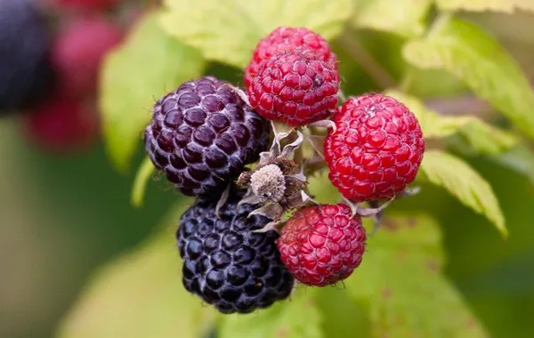 Loganberry