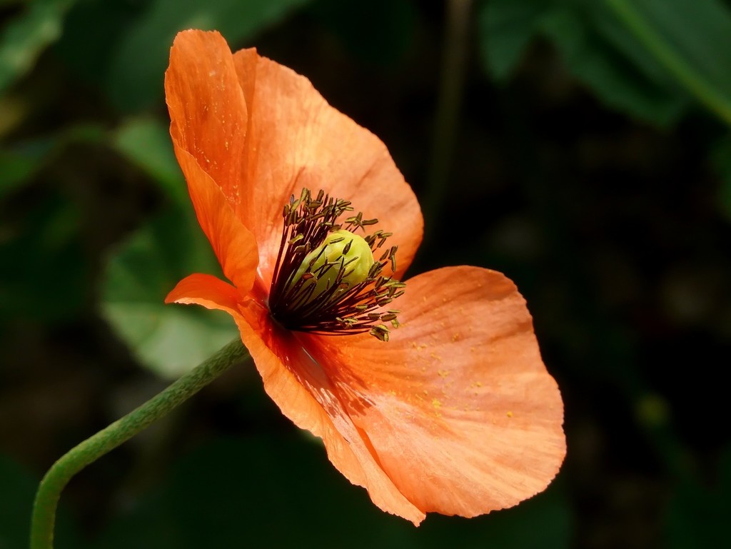 Long-Headed Poppy (Papaver dubium)