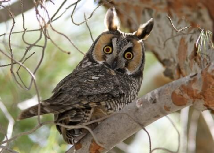 Long-eared Owl