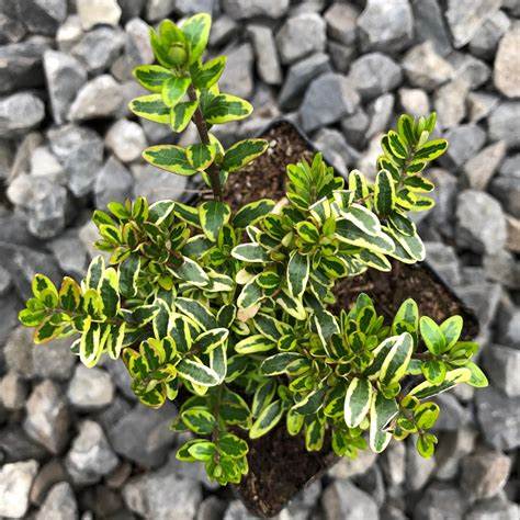 Lonicera Nitida Lemon Beauty Plants