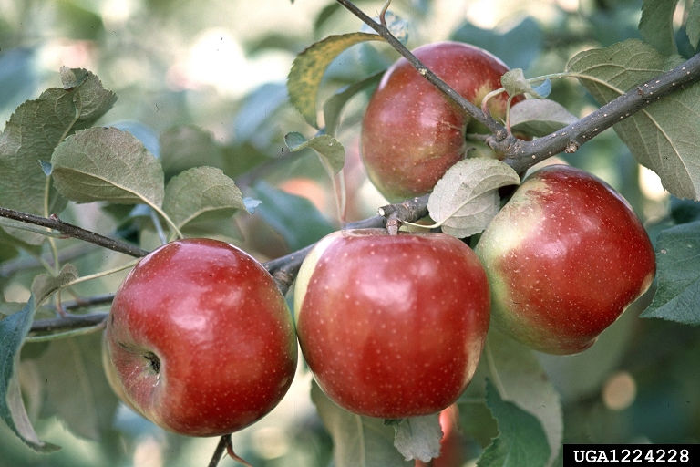 How To Feed Your Apple Trees With Nutrients [Fertilisation Guide]