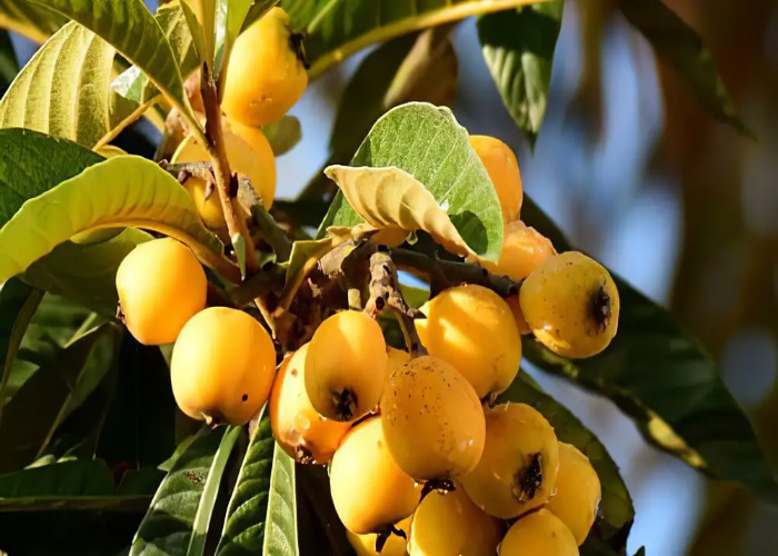 Loquat