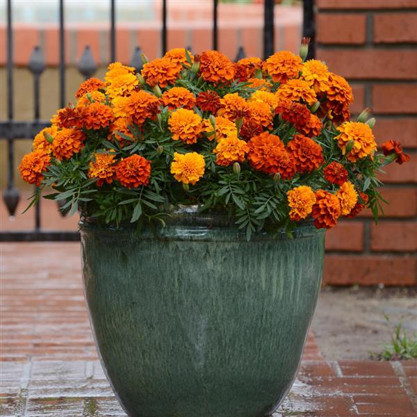 15 Stunning Types of Marigold Flowers for Your Garden