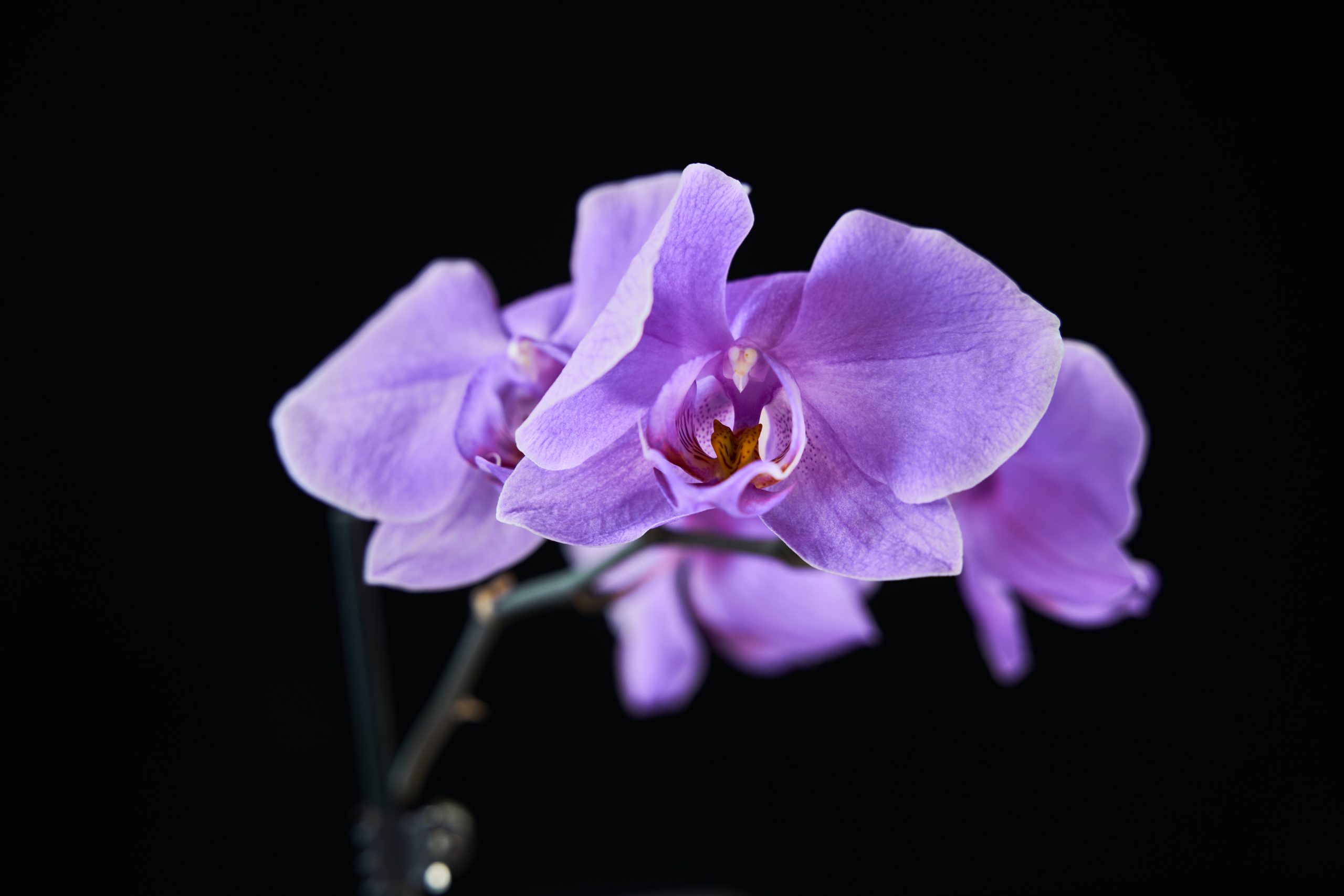 Lunaria ‘Honesty Plant’: The Complete Care and Growing Handbook