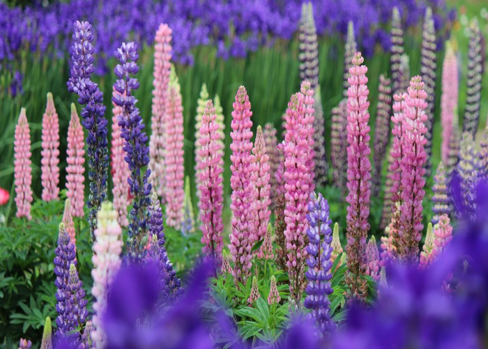 Lupines