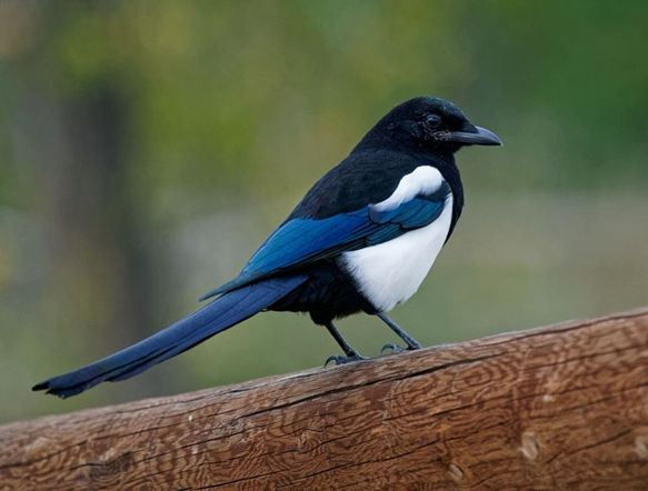 Magpie