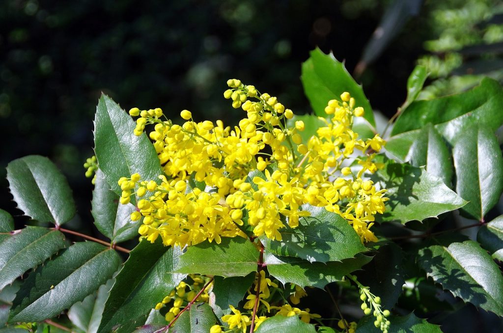 Mahonia