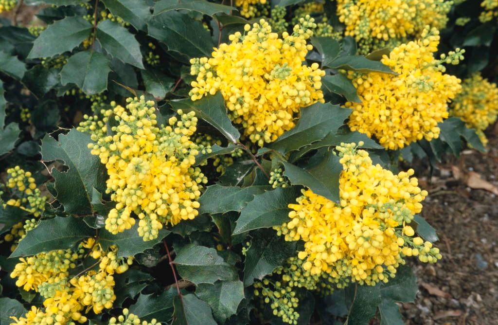 Mahonia Aquifolium ‘apollo’