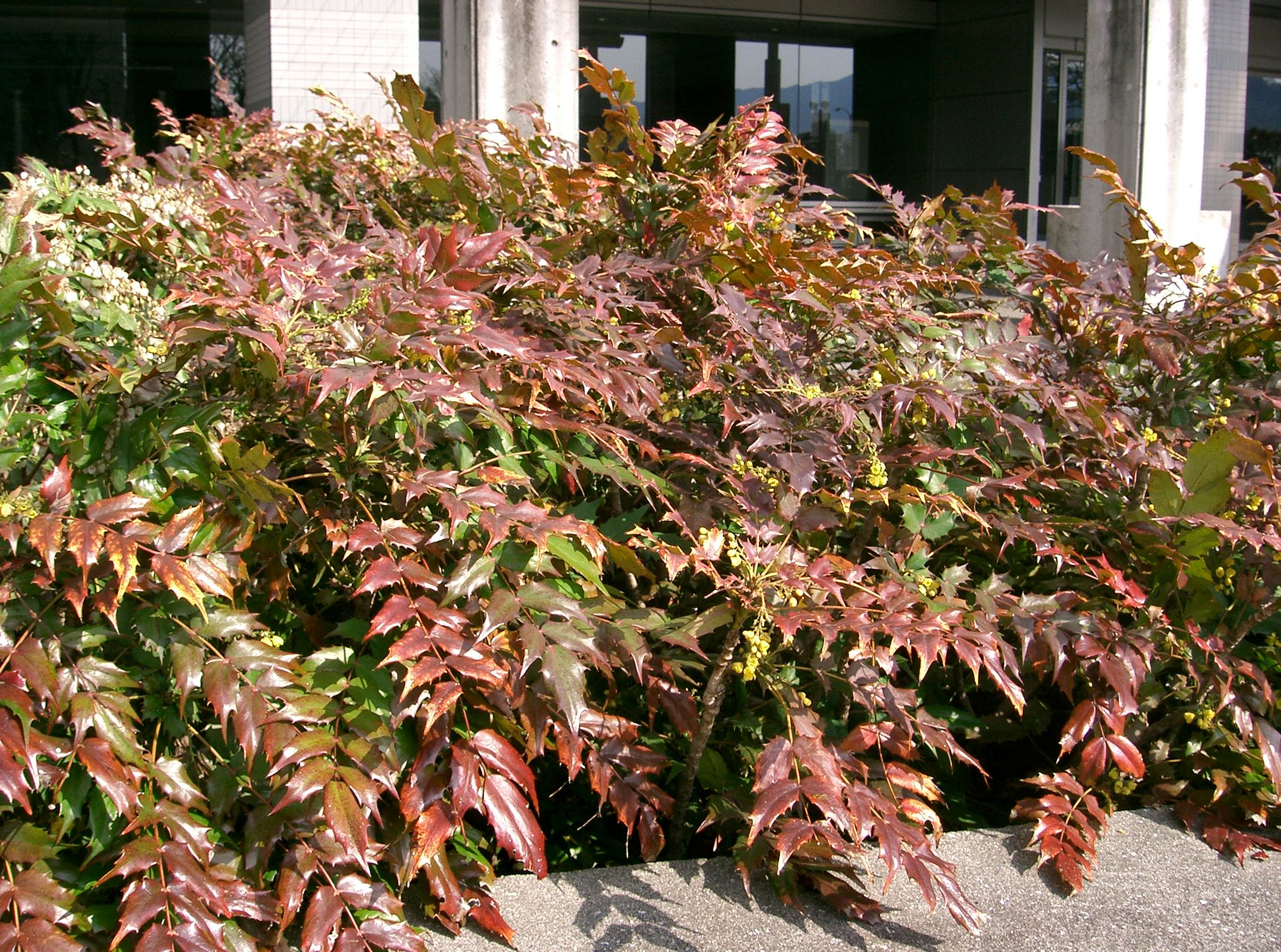 Mahonia Japonica