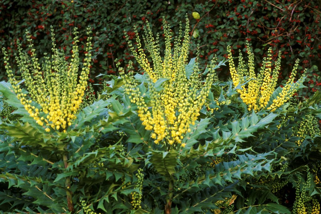 Mahonia X Media' Winter Sun'