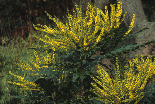 Mahonia X Media ‘lionel Fortescue’