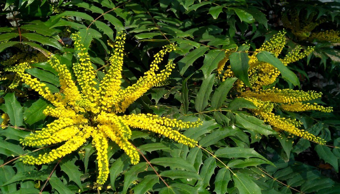 Mahonia X Media