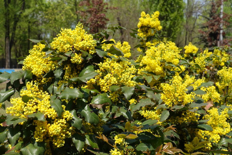 Mahonia