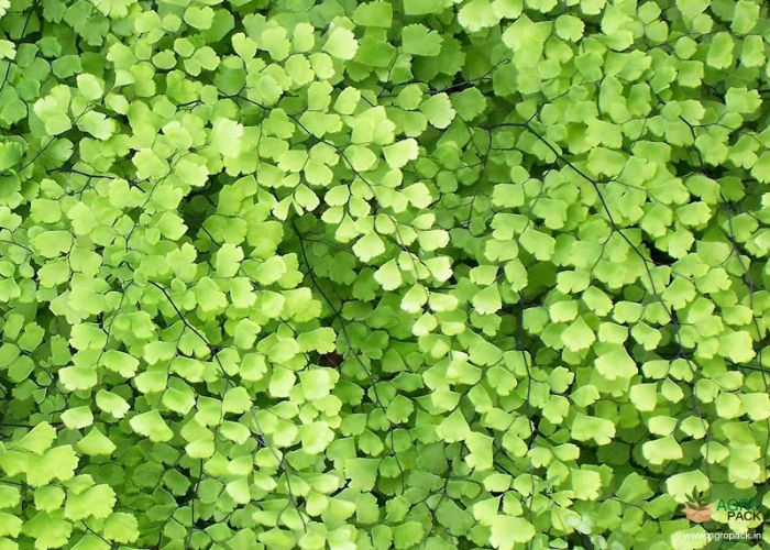 Maidenhair Fern