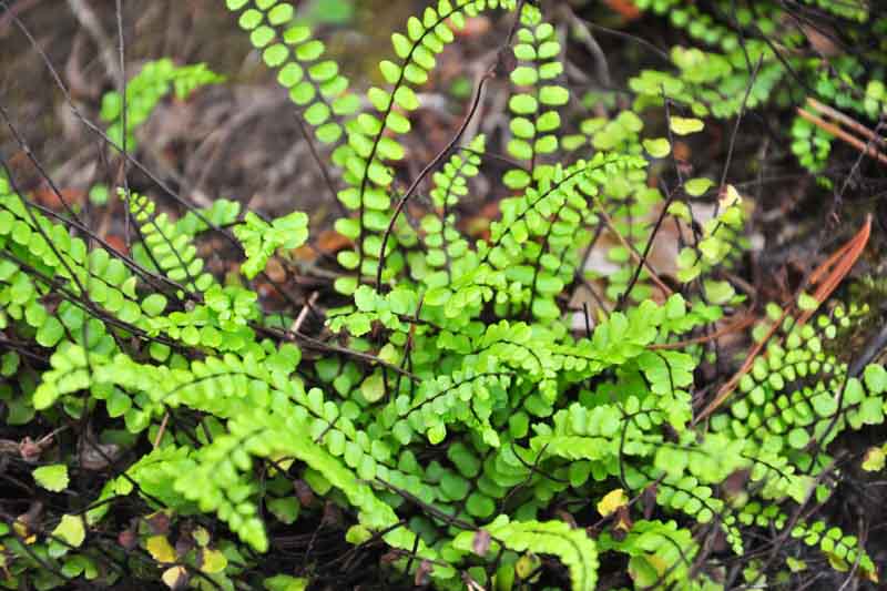 Maidenhair Spleenwort