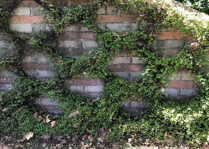 Maidenhair Vine