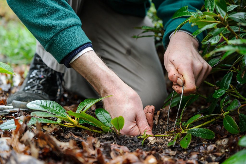 Maintenance and Cutbacks of Rhododendrons