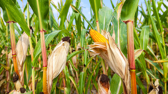 Maize vs Corn: What's The Difference?