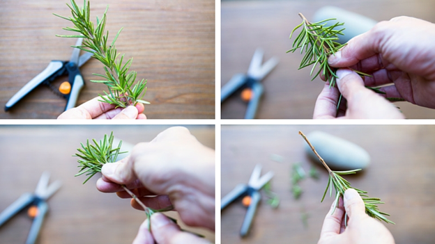 5 Easy Steps to Successfully Propagate Rosemary from Cuttings