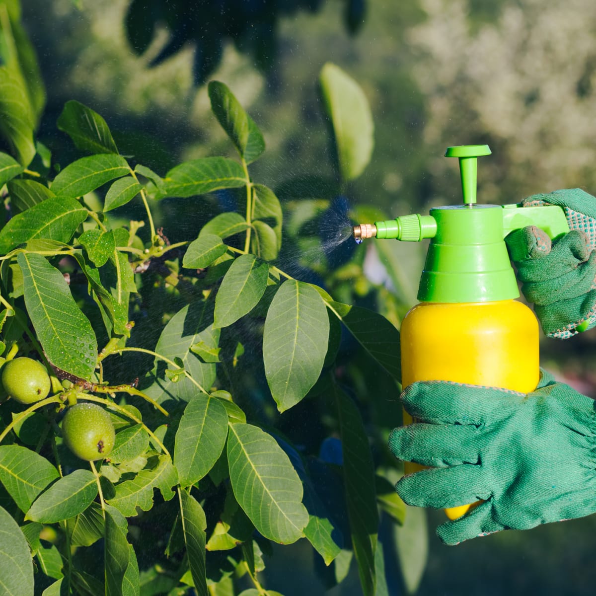 Make an Insecticidal Soap Spray