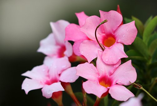 Mandevilla 'Rock Trumpet' Plant Care Tips