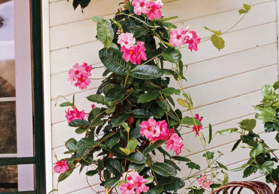 Mandevilla