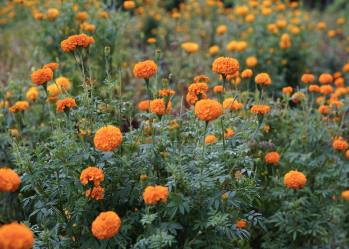 Marigold