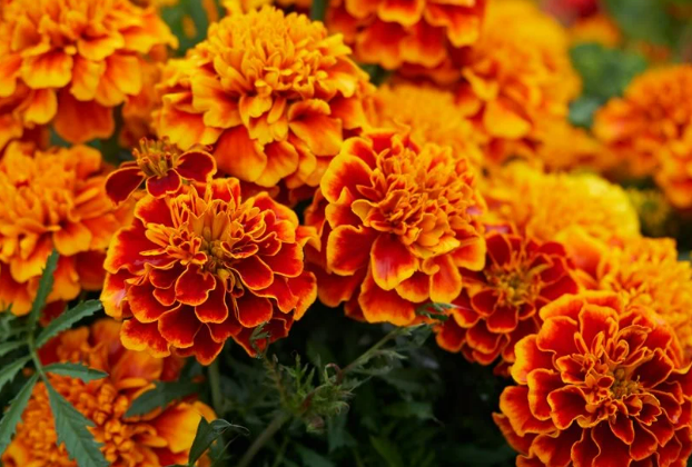 Marigold.