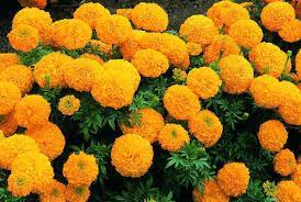 Marigold