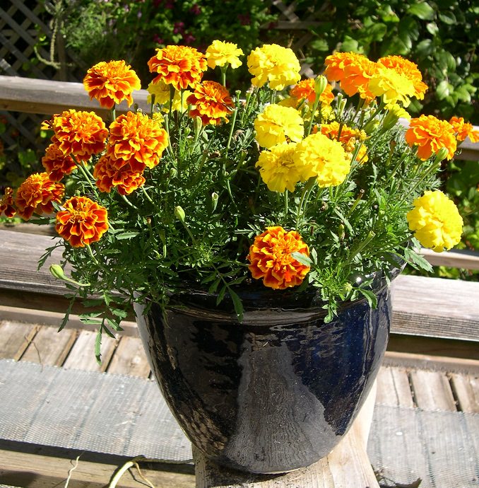 Marigold