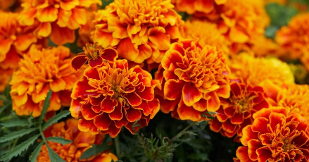 Marigolds