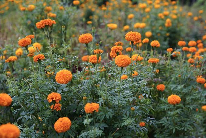 Marigolds