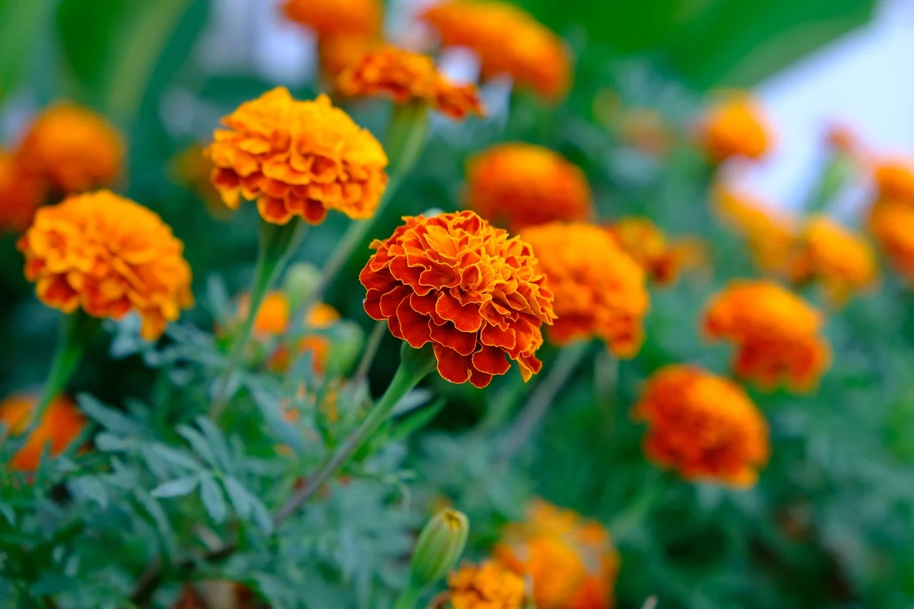 Marigolds