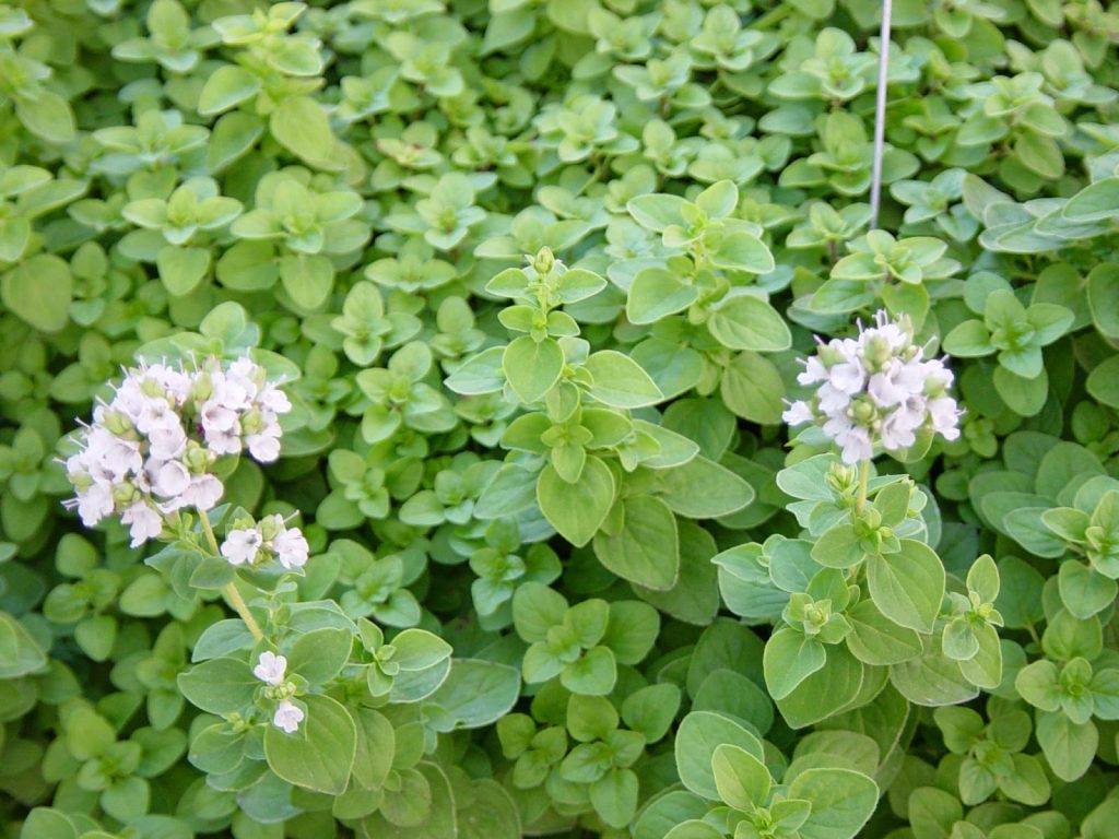 Marjoram 