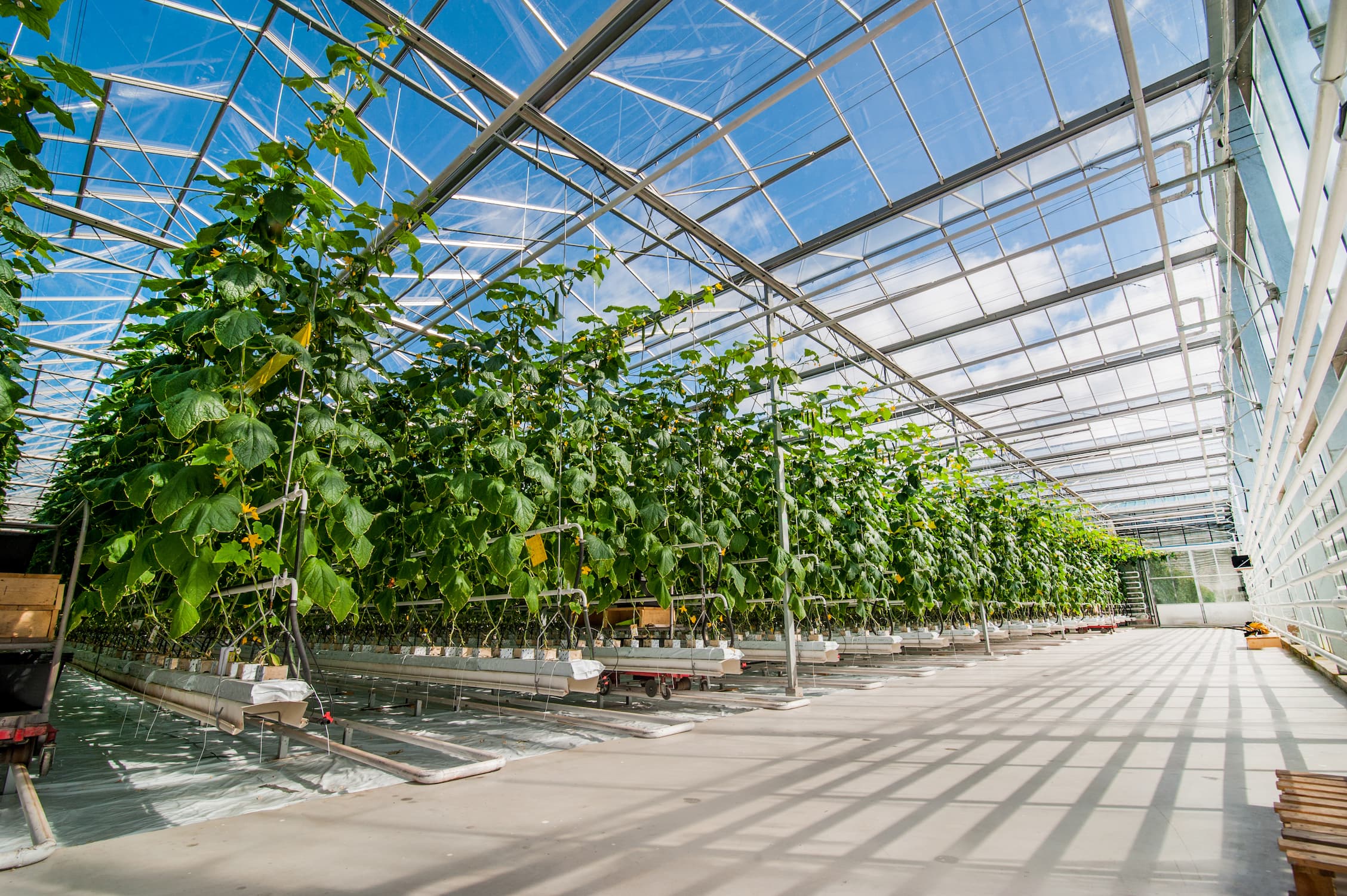 Maximising Plant Growth: The Science Behind Greenhouse Design