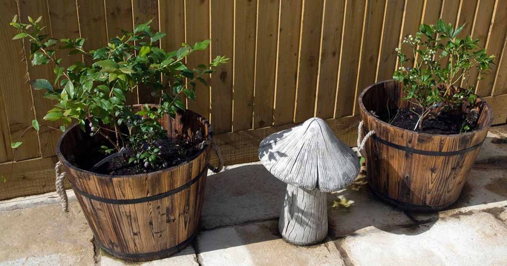 Maximising Your Blueberry Harvest